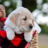 Image of Nala, a Golden Retriever puppy
