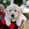 Image of Nala, a Golden Retriever puppy