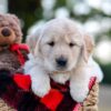 Image of Nala, a Golden Retriever puppy