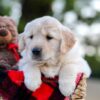 Image of Nala, a Golden Retriever puppy