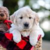 Image of Nala, a Golden Retriever puppy