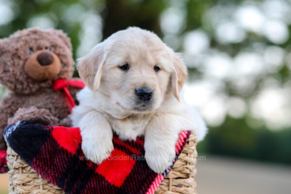 Image of Nala, a Golden Retriever puppy