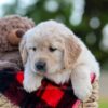 Image of Nika, a Golden Retriever puppy