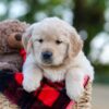 Image of Nika, a Golden Retriever puppy