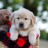 Image of Nika, a Golden Retriever puppy
