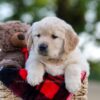 Image of Nika, a Golden Retriever puppy