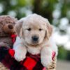 Image of Nika, a Golden Retriever puppy