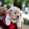 Image of Nika, a Golden Retriever puppy