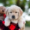 Image of Nika, a Golden Retriever puppy