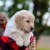 Image of Nina, a Golden Retriever puppy