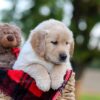 Image of Nina, a Golden Retriever puppy
