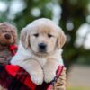 Image of Nina, a Golden Retriever puppy