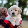 Image of Nina, a Golden Retriever puppy