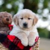Image of Nina, a Golden Retriever puppy