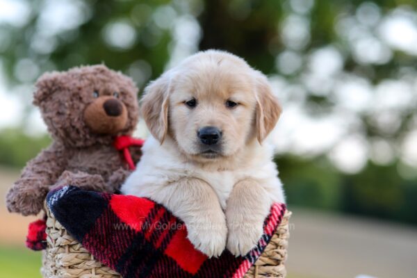Image of Nina, a Golden Retriever puppy