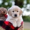 Image of Nina, a Golden Retriever puppy