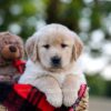Image of Nina, a Golden Retriever puppy