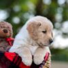 Image of Nina, a Golden Retriever puppy