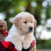 Image of Nina, a Golden Retriever puppy