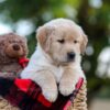 Image of Nina, a Golden Retriever puppy
