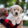 Image of Nina, a Golden Retriever puppy