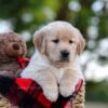 Image of Nina, a Golden Retriever puppy