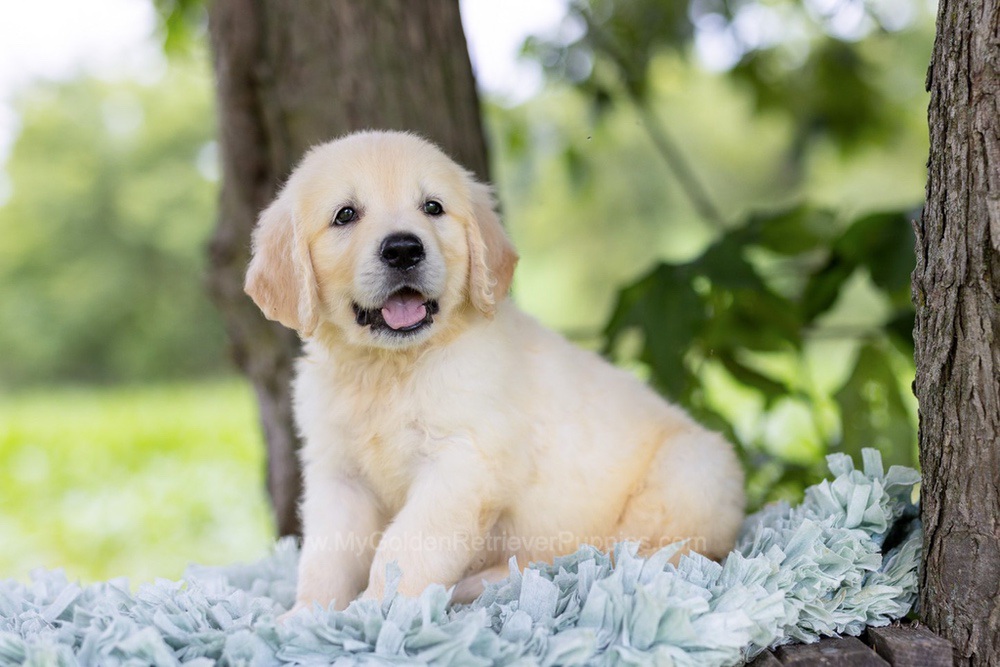 Pickles Image of Pickles, a Golden Retriever puppy