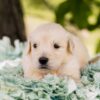 Image of Pickles, a Golden Retriever puppy