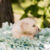 Image of Pickles, a Golden Retriever puppy