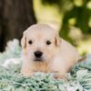 Image of Pickles, a Golden Retriever puppy