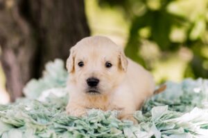 Image of Pickles, a Golden Retriever puppy