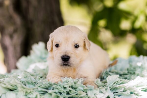 Image of Pickles, a Golden Retriever puppy