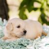 Image of Pickles, a Golden Retriever puppy