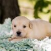 Image of Pickles, a Golden Retriever puppy