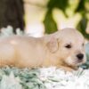 Image of Pickles, a Golden Retriever puppy