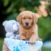 Image of Ranger, a Golden Retriever puppy