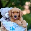 Image of Ranger, a Golden Retriever puppy