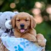 Image of Ranger, a Golden Retriever puppy
