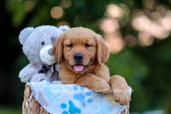 Image of Ranger, a Golden Retriever puppy