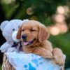 Image of Ranger, a Golden Retriever puppy