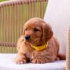 Image of Slater, a Golden Retriever puppy