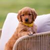 Image of Slater, a Golden Retriever puppy