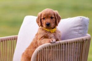Image of Slater, a Golden Retriever puppy