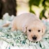 Image of Slider, a Golden Retriever puppy
