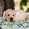 Image of Slider, a Golden Retriever puppy
