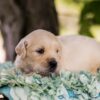 Image of Slider, a Golden Retriever puppy