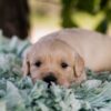 Image of Slider, a Golden Retriever puppy