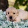 Image of Slider, a Golden Retriever puppy