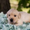 Image of Slider, a Golden Retriever puppy