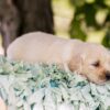 Image of Slider, a Golden Retriever puppy
